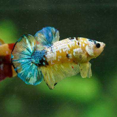 Multicolor/Galaxy Koi Plakat -16 weeks Old