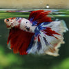 Galaxy/Candy Koi Halfmoon - 14 weeks old