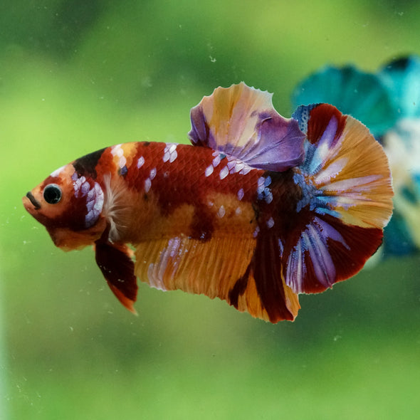 Multicolor/Galaxy Koi Plakat -14 weeks Old