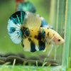 Multicolor/Galaxy Koi Plakat -16 weeks Old
