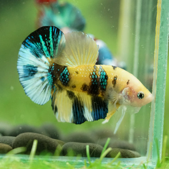 Multicolor/Galaxy Koi Plakat -16 weeks Old