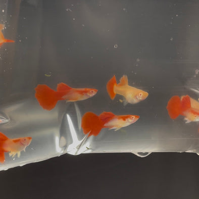 Guppy, bettas and plants - Customer’s request