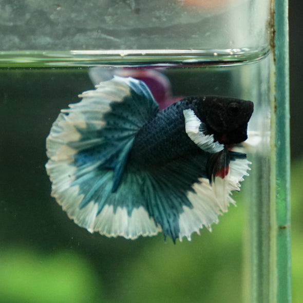 Dumbo Halfmoon - 10 weeks old