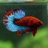 Red Fancy (Hell Boy) Plakat -13 weeks Old