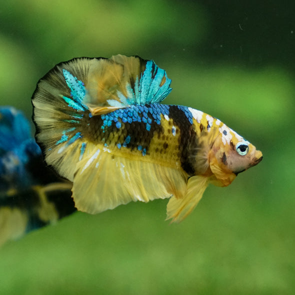 Multicolor/Galaxy Koi Plakat -13 weeks Old