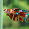 Multicolor/ Galaxy Koi Halfmoon- Female- 13 Weeks Old