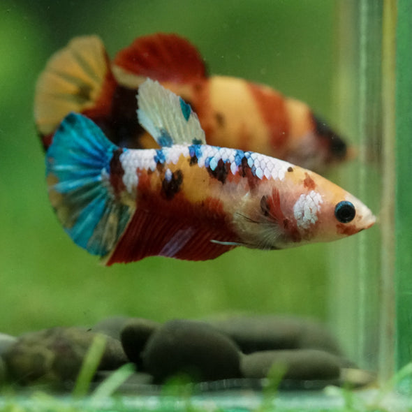 Multicolor/ Galaxy Koi Plakat- Female- 13 Weeks Old