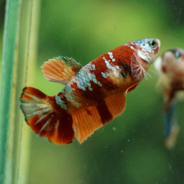 Multicolor/ Galaxy Koi Plakat- Female- 13 Weeks Old