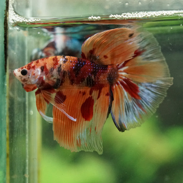 Galaxy/Candy Koi Halfmoon - 14 weeks old