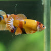 Multicolor/ Galaxy Koi Plakat- Female- 13 Weeks Old