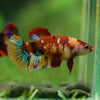 Multicolor/ Galaxy Koi Plakat- Female- 13 Weeks Old
