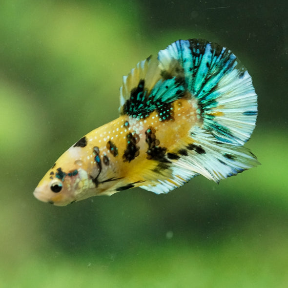 Multicolor/Galaxy Koi Plakat -16 weeks Old