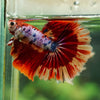 Galaxy/Candy Koi Halfmoon - 14 weeks old