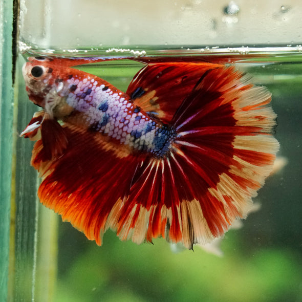 Galaxy/Candy Koi Halfmoon - 14 weeks old