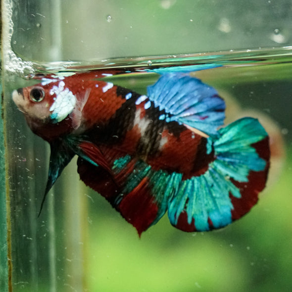 Multicolor/Galaxy Koi Plakat -16 weeks Old