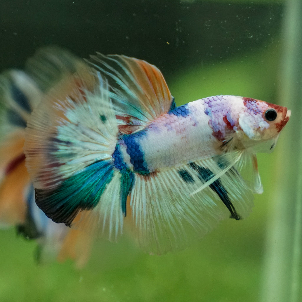 FishMum FINIS Zoomer Gold Z2 Fins – Elsmore Swim Shop