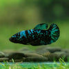 Black Galaxy Koi Plakat (Avatar) - Female- 13 Weeks Old