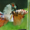 Galaxy/Candy Koi Halfmoon - 14 weeks old