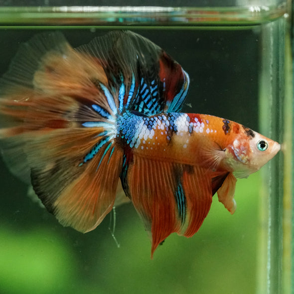 Galaxy/Candy Koi Halfmoon - 14 weeks old