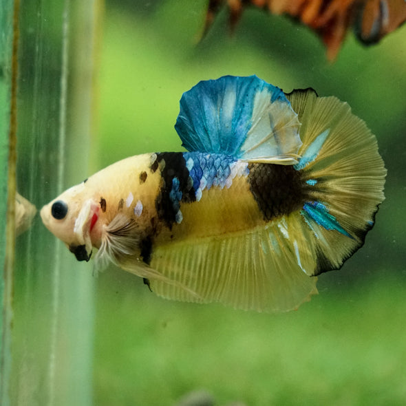 Multicolor/Galaxy Koi Plakat -16 weeks Old