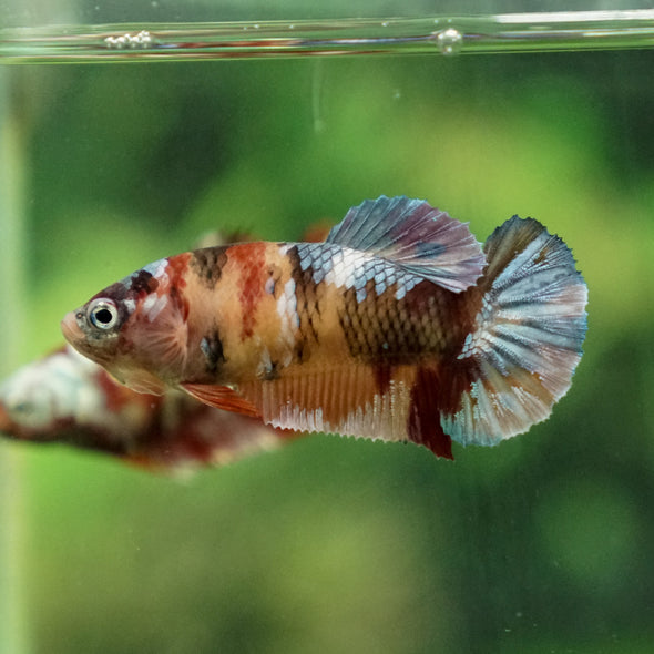 Multicolor/ Galaxy Koi Plakat - Female- 13 Weeks Old