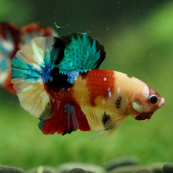 Multicolor/Galaxy Koi Plakat -16 weeks Old