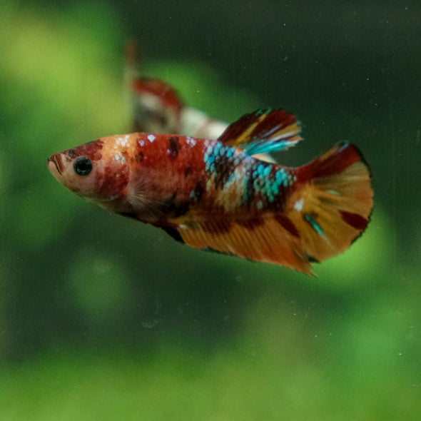 Multicolor/ Galaxy Koi Plakat - Female- 13 Weeks Old