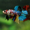 Multicolor/Galaxy Koi Plakat -16 weeks Old