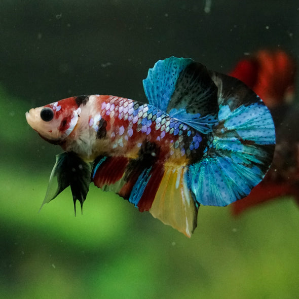 Multicolor/Galaxy Koi Plakat -16 weeks Old