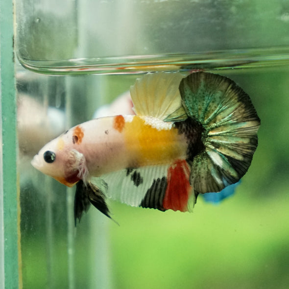 Multicolor/Galaxy Koi Plakat -11 weeks Old