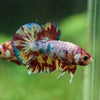 Multicolor/Galaxy Koi Plakat -13 weeks Old