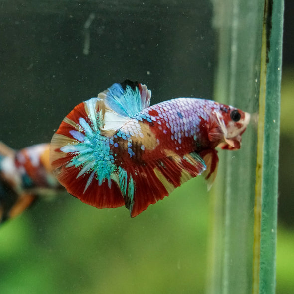 Multicolor/Galaxy Koi Plakat -16 weeks Old