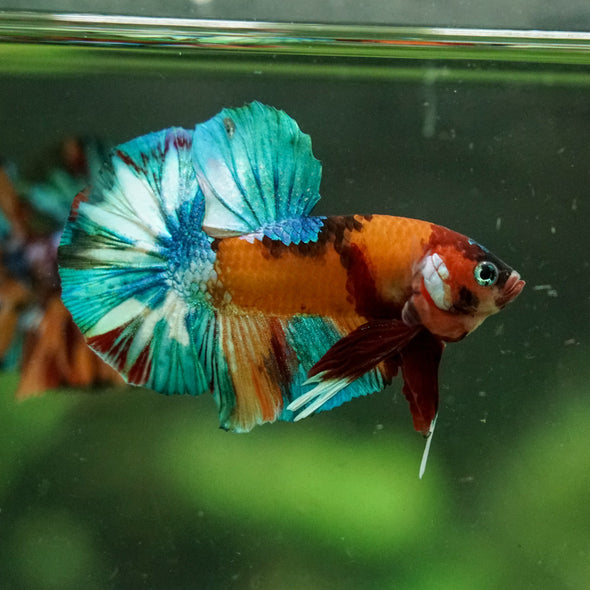Multicolor/Galaxy Koi Plakat -16 weeks Old