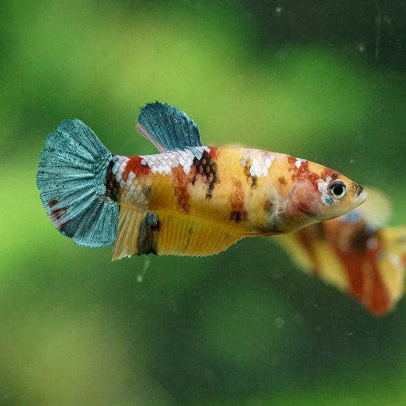 Multicolor/ Galaxy Koi Plakat- Female- 13 Weeks Old