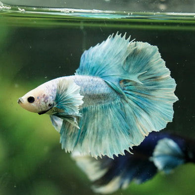 Dumbo Halfmoon - 12 weeks old