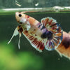 Multicolor/Galaxy Koi Plakat -14 weeks Old