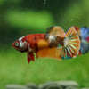 Multicolor/ Galaxy Koi Plakat- Female- 13 Weeks Old