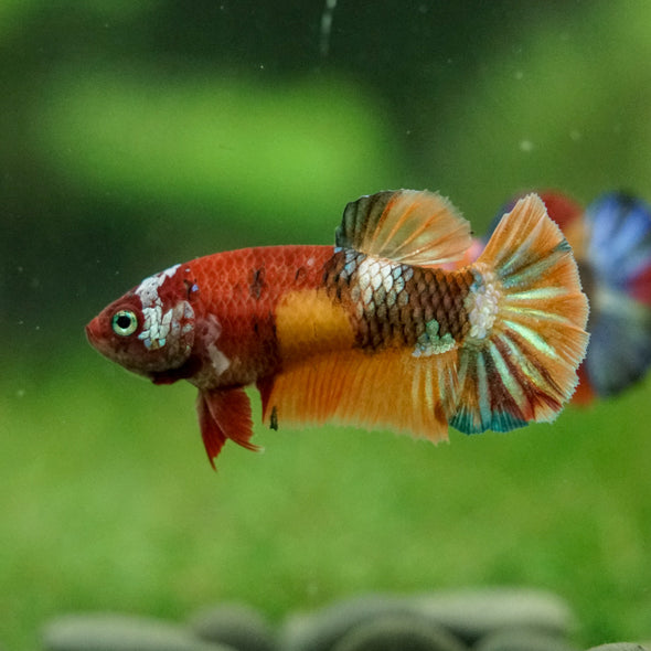 Multicolor/ Galaxy Koi Plakat- Female- 13 Weeks Old