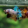 Multicolor/Galaxy Koi Plakat -13 weeks Old