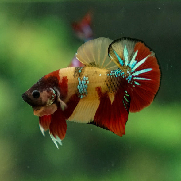 Multicolor/Galaxy Koi Plakat -13 weeks Old