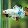 Multicolor/Galaxy Koi Plakat -16 weeks Old