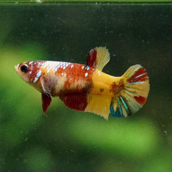 Multicolor/ Galaxy Koi Plakat- Female- 13 Weeks Old