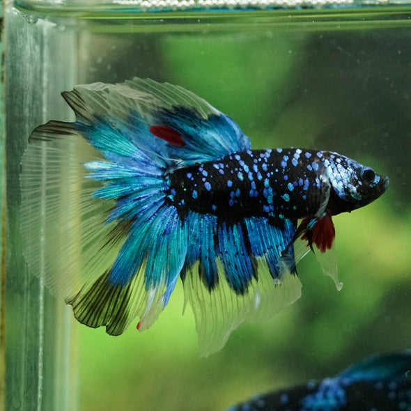 Black Base Galaxy Koi Halfmoon (Avatar) - 14 weeks old