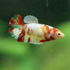 Multicolor/ Galaxy Koi Plakat- Female- 13 Weeks Old