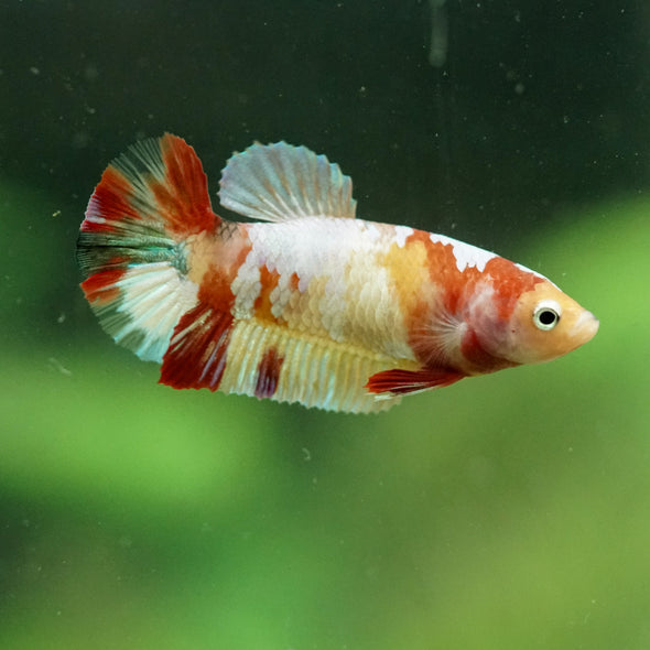 Multicolor/ Galaxy Koi Plakat- Female- 13 Weeks Old