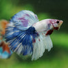 Galaxy/Candy Koi Halfmoon - 14 weeks old