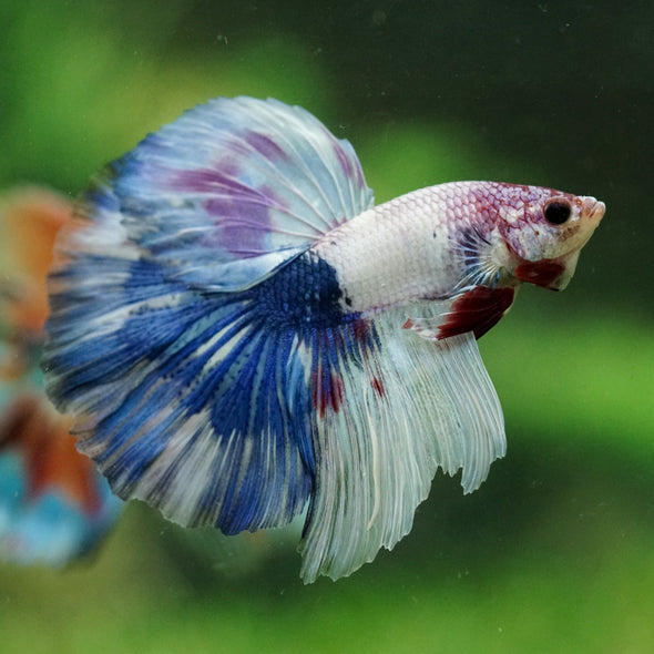 Galaxy/Candy Koi Halfmoon - 14 weeks old