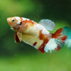 Multicolor/ Galaxy Koi Plakat- Female- 13 Weeks Old