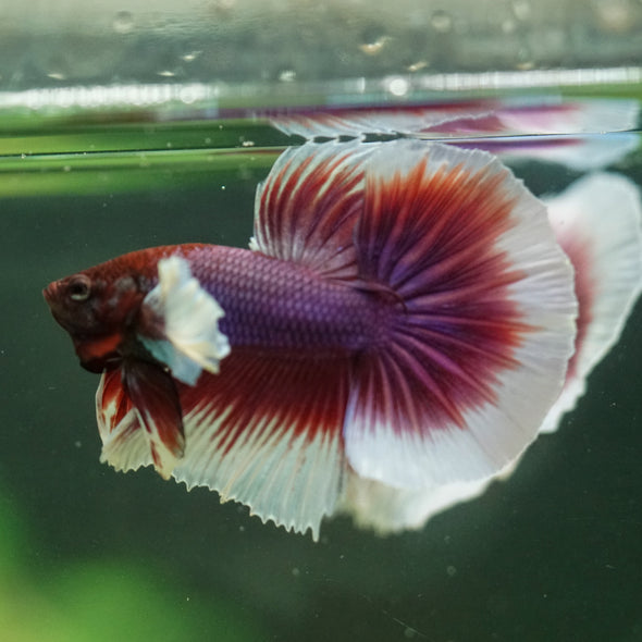 Dumbo Halfmoon - 11 weeks old