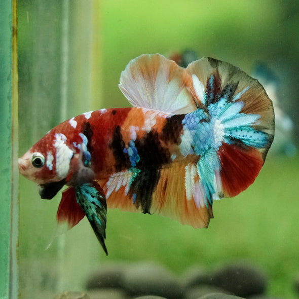 Multicolor/Galaxy Koi Plakat -16 weeks Old